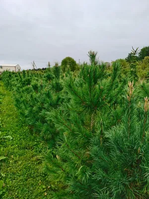 Сосна кедровая сибирская Сосна сибирская Кедр сибирский Pinus sibirica -  купить декоративные и хвойные растения с доставкой по Украине в магазине  Добродар