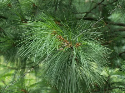 Сосна кедровая сибирская Сосна сибирская Кедр сибирский Pinus sibirica -  купить декоративные и хвойные растения с доставкой по Украине в магазине  Добродар