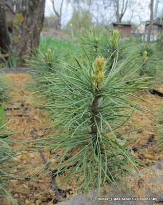 Кедр Сибирский купить (сосна кедровая) (Pinus sibirica) 160-180 см С90 |  Питомник растений Сосны