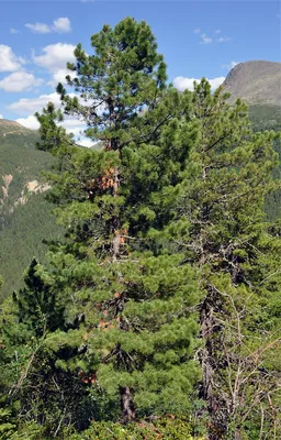 Сосна кедровая сибирская Сосна сибирская Кедр сибирский Pinus sibirica -  купить декоративные и хвойные растения с доставкой по Украине в магазине  Добродар