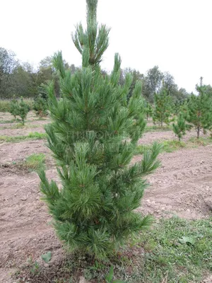 Сосна корейская кедровая \"Glauca\" (Глаука): купить саженцы в Москве -  Ромашкино Парк