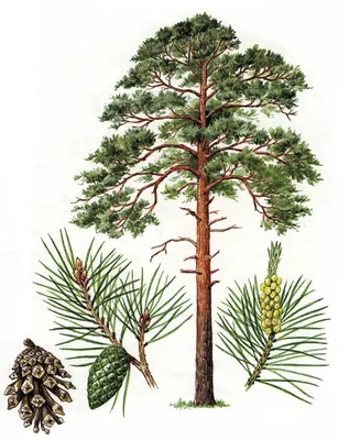 Сосна кедровая сибирская Сосна сибирская Кедр сибирский Pinus sibirica -  купить декоративные и хвойные растения с доставкой по Украине в магазине  Добродар