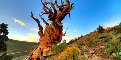 Почему точное расположение одного из старейших деревьев засекречено /  Путешествия и туризм / iXBT Live
