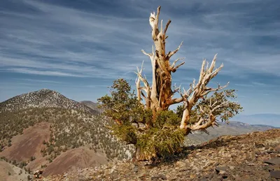 Калифорнийское дерево Мафусаил: действительно ли оно самое старое на  планете | Тогда и сейчас | Дзен