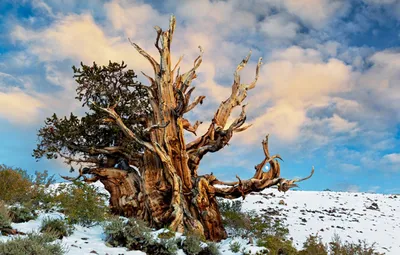 maksim on X: \"Мафусаил в Калифорнии 4,852-летняя щетинистая сосна, которая  считается самым старым живым деревом в мире https://t.co/wbj0bM3uS8\" / X
