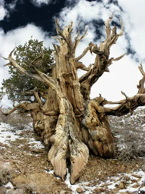 7 самых древних деревьев в мире