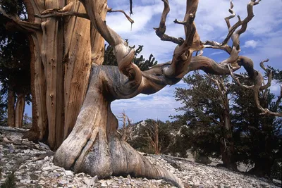 АЙЛАЗ - 🌏 Чудеса света здоровыми глазами Сосна Мафусаил – самый старый  живой организм на планете. Сосне 4843 года. Мафусаил расположен на склоне  горы White Mountain в Калифорнии. | Facebook