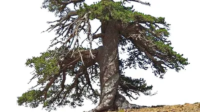 Какое дерево самое старое в мире: топ-5 древесных пенсионеров -  Рамблер/новости