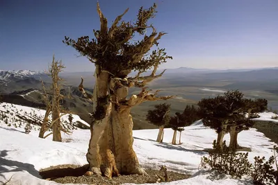 СОСНА МАФУСАИЛ - древнейшее дерево на... - Путешествуем сами | Facebook