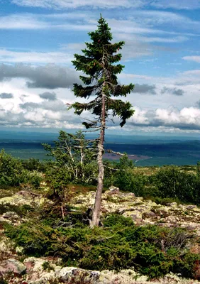 Сосна по имени Мафусаил считалась самым старым деревом до 2012 года.  Возраст составляет 4850 лет, первые корни это дерево.. | ВКонтакте