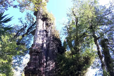 Почему точное расположение одного из старейших деревьев засекречено /  Путешествия и туризм / iXBT Live