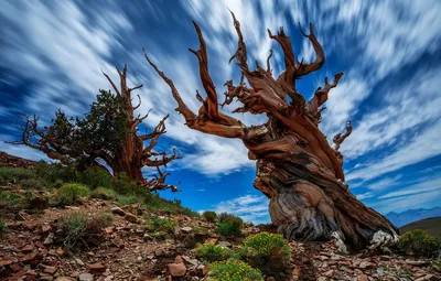 Интересно Знать - Только Факты - Самое старое дерево - сосна по имени  Мафусаил возрастом 4800 лет, которая растет в парке California White  Mountains. | Facebook