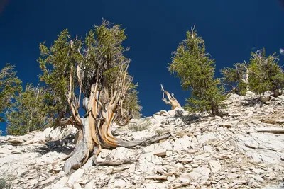 В Чили найдено самое старое дерево в мире - ему 5000 лет ::Первый  Севастопольский