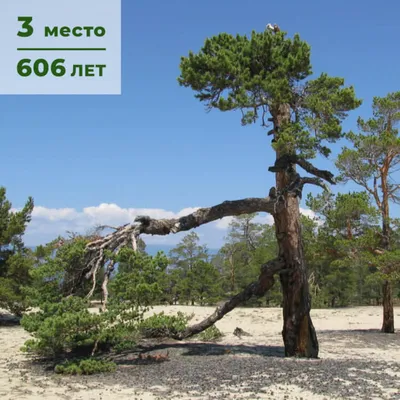 В Чили обнаружили самое старое дерево в мире