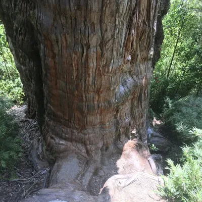 Обнаружено самое древнее дерево на Земле — оно растет уже более 5000 лет -  Hi-News.ru
