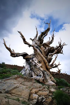 Maybe this grizzled specimen is Methuselah, the world's oldest non-clonal  tree? | Bristlecone pine, Bristlecone pine forest, Pine forest