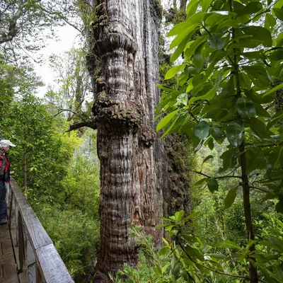Какое дерево самое большое? | Природа | Общество | Аргументы и Факты