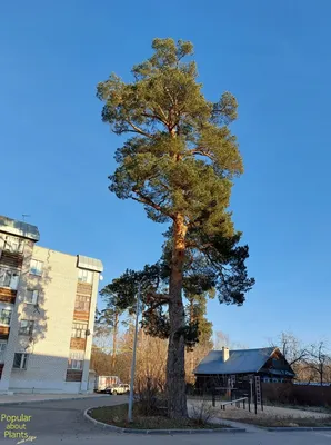 Pinus sylvestris - Изображение особи - Плантариум