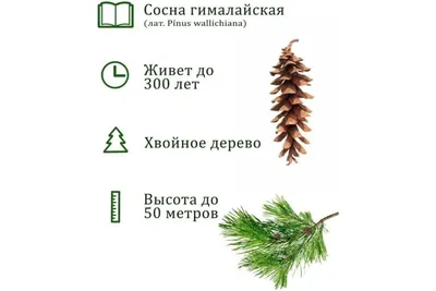 Pinus parviflora - Изображение особи - Плантариум в 2023 г | Таксон,  Растения, Санкт петербург