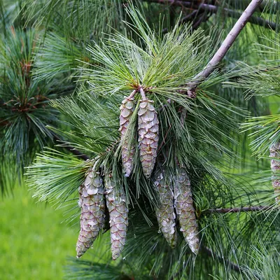 Сосна Веймутовая 'Грин Твист', Pinus strobus 'Green Twist' | САД ПОЛТАВИ
