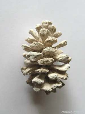 Pinus sylvestris - Изображение особи - Плантариум