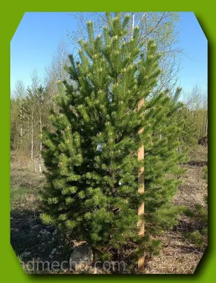 Искусственные штамбовые елки купить. Искусственные деревья хвои купить Киев