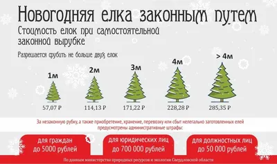 Купить живую сосну в Москве с доставкой – Интернет магазин Елки.Ру