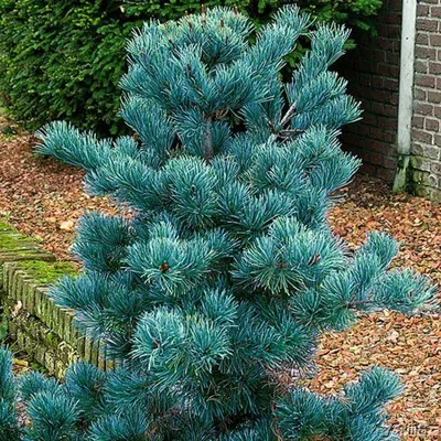 Сосна мелкоцветковая \"Негиши\" (Pinus parviflora\"Negishi\")