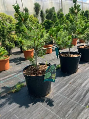 Сосна мелкоцветковая Негиши (Pinus parviflora Negishi) (ID#1268933003),  цена: 745 ₴, купить на Prom.ua