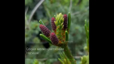 bormi.ru - Негиши / Сосна мелкоцветковая Negishi