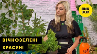 Сосна \"Негиши\" (Pinus parviflora \"Negishi\") C2, высота 30-40см купить  почтой в Одессе, Киеве, Украине | Agro-Market