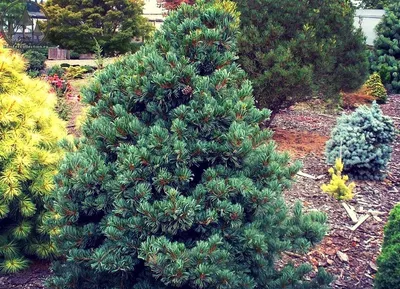 Сосна мелкоцветковая Негиши (Pinus parviflora Negishi) | Питомник растений  Сосны