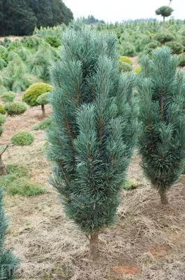 Сосна мелкоцветковая `Негиши`, Pinus parviflora `Negishi` | СадПарад