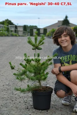 Pinus parviflora negishi in 2024 | Plants, Conifers, Garden