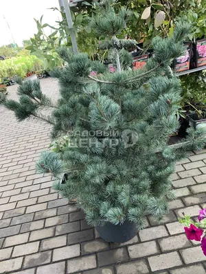 Сосна мелкоцветковая Негиши 90/100 Pinus parviflora Negishi 25л (Н) — цена  в LETTO