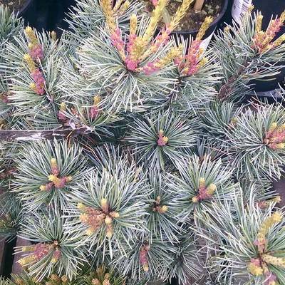 Сосна мелкоцветковая Негиши(Negishi) С10 высота 1м /Pinus Parviflora  Negishi (ID#675582843), цена: 2200 ₴, купить на Prom.ua