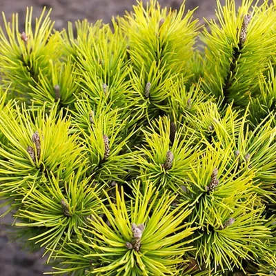 Сосна горная Офир (Pinus mugo Ophir) С2 10 см, цена в Пскове от компании  Вилла-Планта (питомник растений)