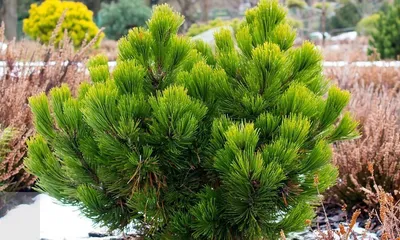 сосна горная Офир (pinus mugo Ophir). - YouTube