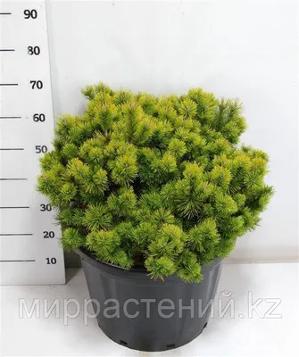 Сосна горная Офир / С20 / d 40-60 / Pinus mugo Ophir: продажа, цена в  Украине. саженцы декоративных деревьев и кустарников от \"БалСад\" -  1506065830