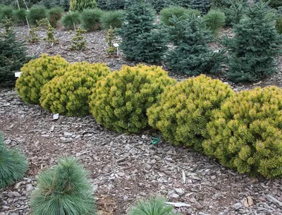 Сосна горная Офир (Pinus mugo Ophir)