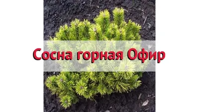 Сосна горная Офир Pinus mugo Ophir 7,5л (Н) — цена в LETTO