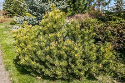 Сосна горная Офир Pinus mugo Ophir С2 10 см Купить в Питере