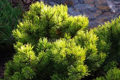 Сосна гірська Офір (25-30 см ) / Сосна горная Офир / Pinus mugo Ophir  (ID#1249629937), цена: 760 ₴, купить на Prom.ua