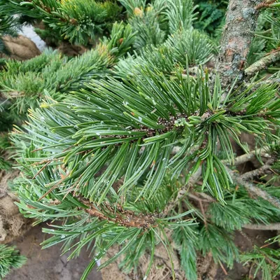 Сосна остистая. (Pinus aristata) С2 купить в интернет-магазине ЦВІТСАД с  доставкой по Украине