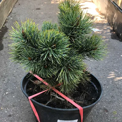 Сосна Остиста 1 річна, Сосна Остистая, Pinus aristata (ID#466584763), цена:  65 ₴, купить на Prom.ua