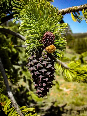 Сосна остистая, pinus aristata