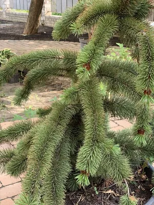 Файл:Pinus aristata foliage.jpg — Википедия