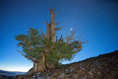 Отзыв о Саженец Agromarket Сосна Остистая Pinus Aristata | А теперь сосна с  небольшой хвоей, похожая на ель