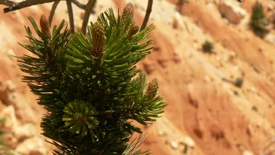 Сосна Остиста 1 річна, Сосна Остистая, Pinus aristata (ID#466584763), цена:  65 ₴, купить на Prom.ua