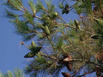 Сосна пицундская (Зеленый фонд Сочи) · iNaturalist